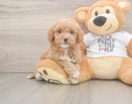 7 week old Cockapoo Puppy For Sale - Lone Star Pups
