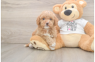 Happy Cockapoo Baby