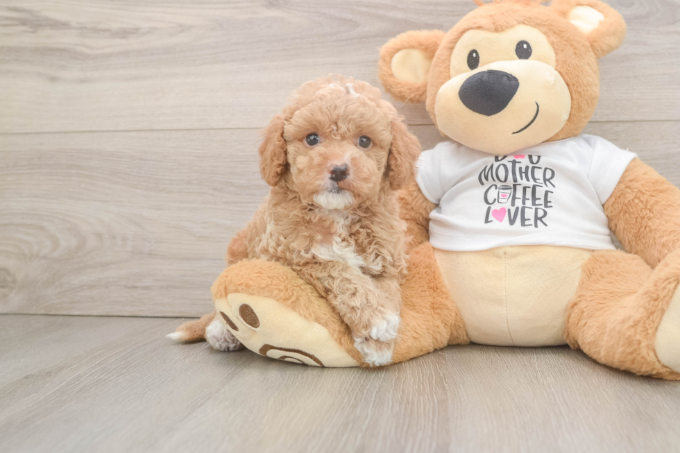 Happy Cockapoo Baby