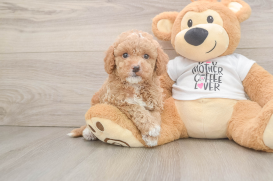 Happy Cockapoo Baby