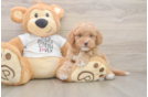 Happy Cockapoo Baby