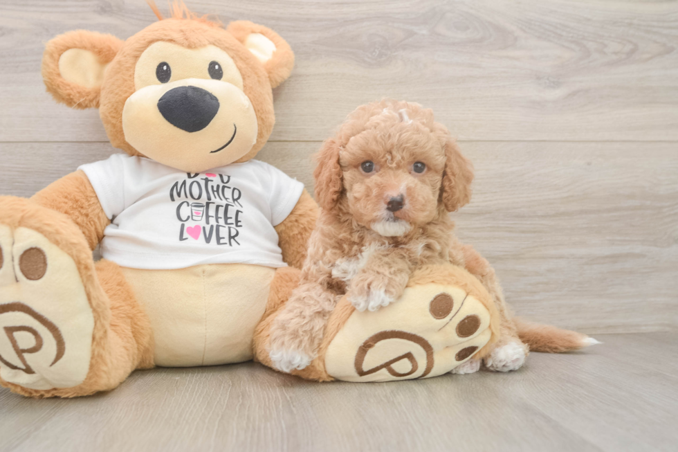 Happy Cockapoo Baby