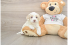Fluffy Cockapoo Poodle Mix Pup
