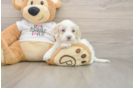 Petite Cockapoo Poodle Mix Pup