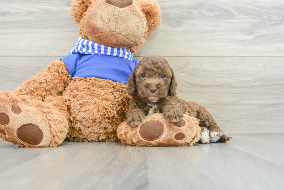 Best Cockapoo Baby