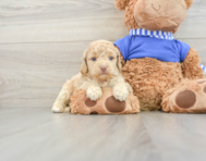 6 week old Cockapoo Puppy For Sale - Lone Star Pups