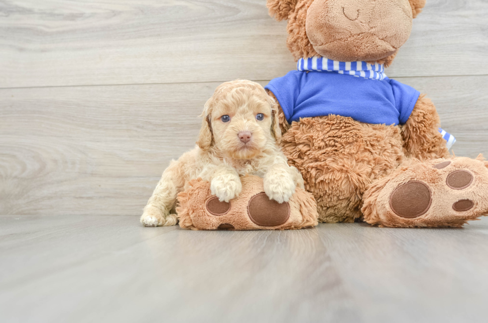 6 week old Cockapoo Puppy For Sale - Lone Star Pups