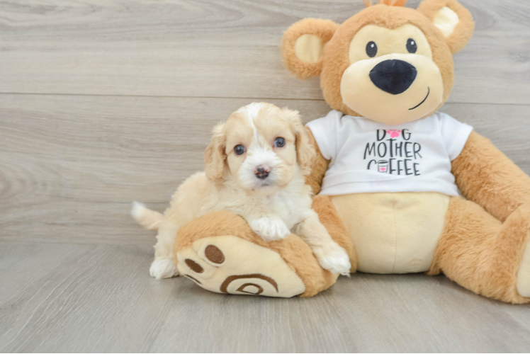 Cockapoo Puppy for Adoption