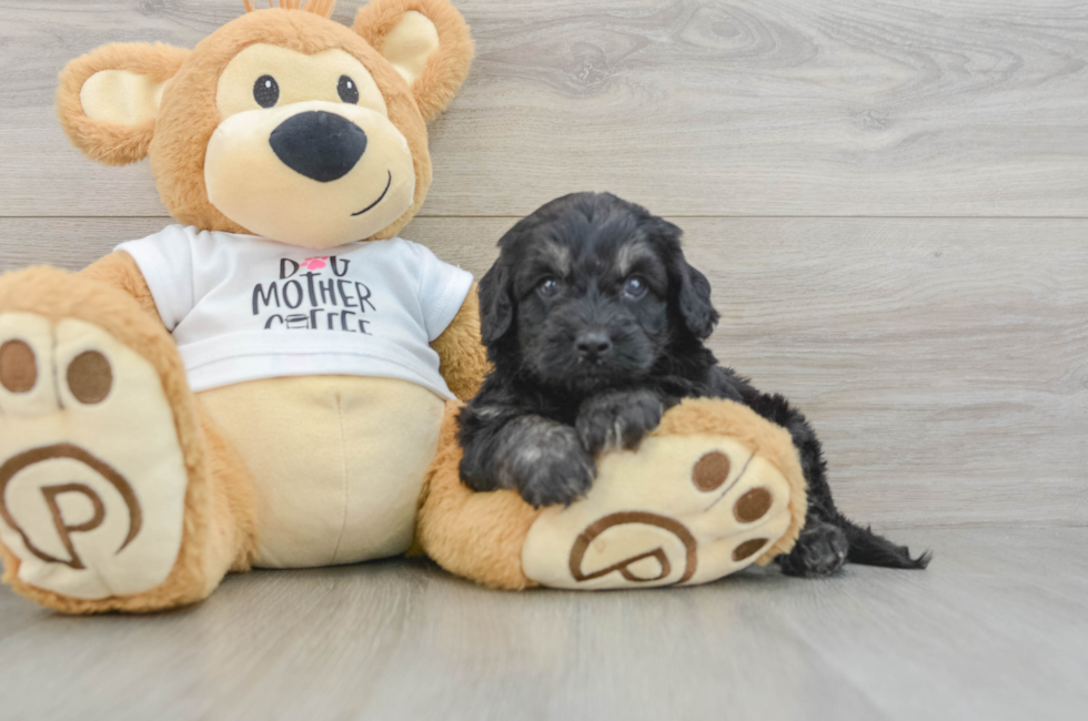 5 week old Cockapoo Puppy For Sale - Lone Star Pups