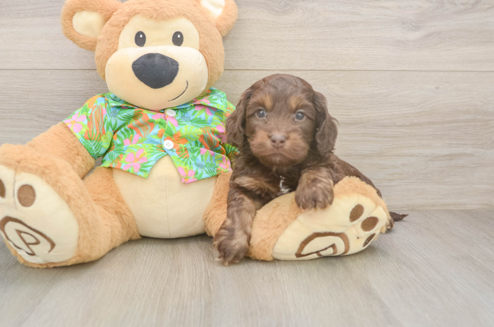 5 week old Cockapoo Puppy For Sale - Lone Star Pups