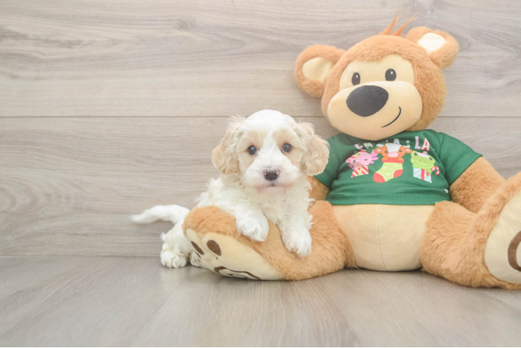 Cockapoo Pup Being Cute