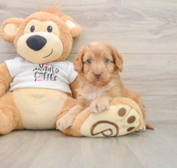 8 week old Cockapoo Puppy For Sale - Lone Star Pups