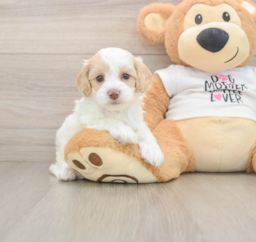 6 week old Cockapoo Puppy For Sale - Lone Star Pups