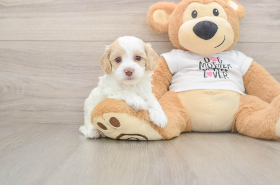 Sweet Cockapoo Baby