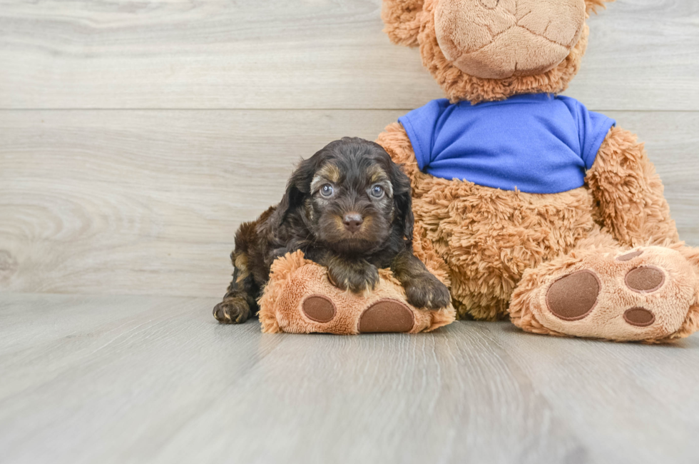 6 week old Cockapoo Puppy For Sale - Lone Star Pups