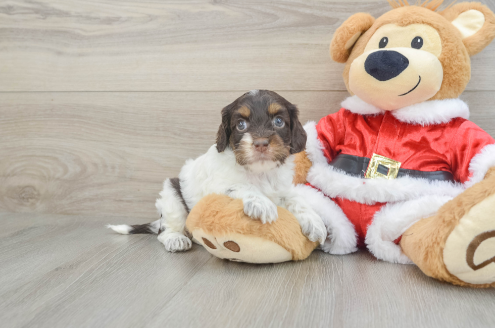 5 week old Cockapoo Puppy For Sale - Lone Star Pups