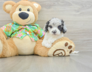 6 week old Cockapoo Puppy For Sale - Lone Star Pups