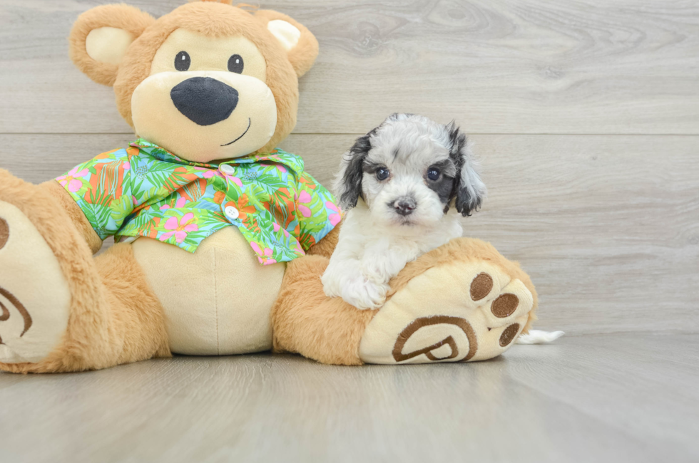 5 week old Cockapoo Puppy For Sale - Lone Star Pups