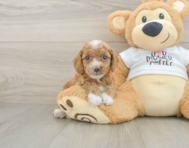 8 week old Cockapoo Puppy For Sale - Lone Star Pups