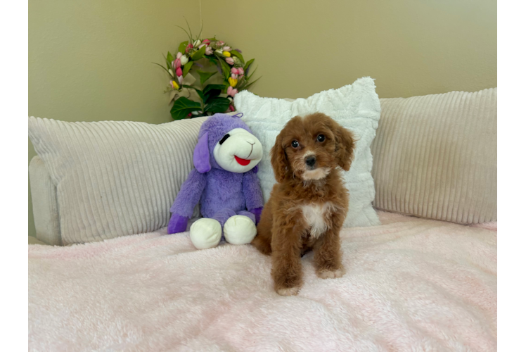 Cockapoo Puppy for Adoption