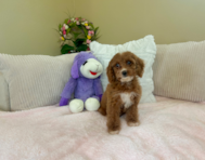 9 week old Cockapoo Puppy For Sale - Lone Star Pups