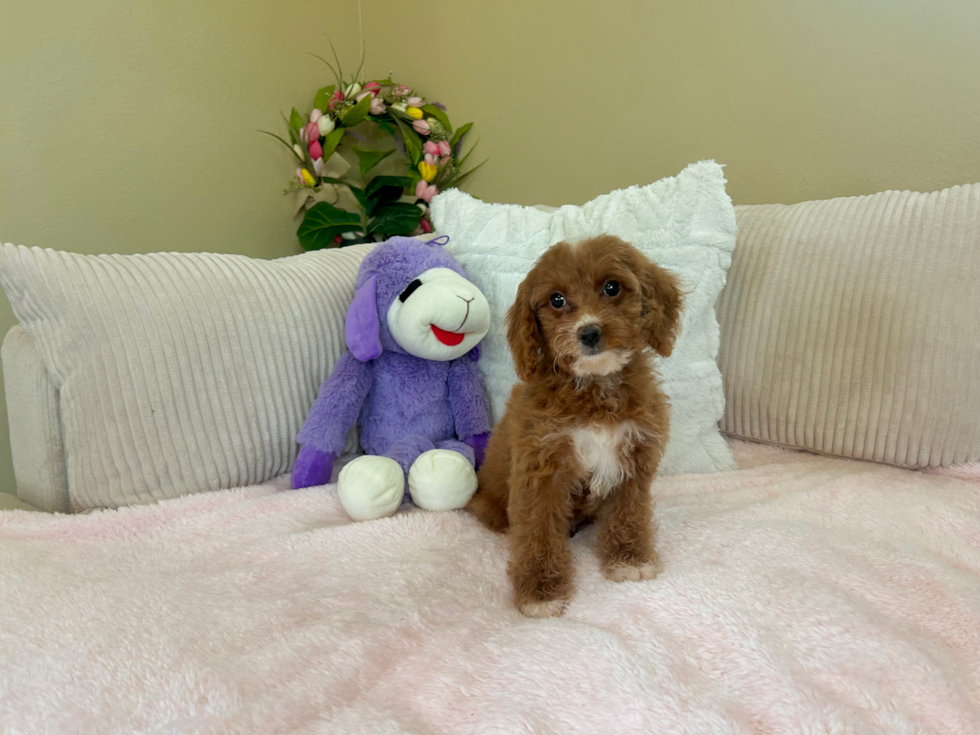 Cockapoo Puppy for Adoption