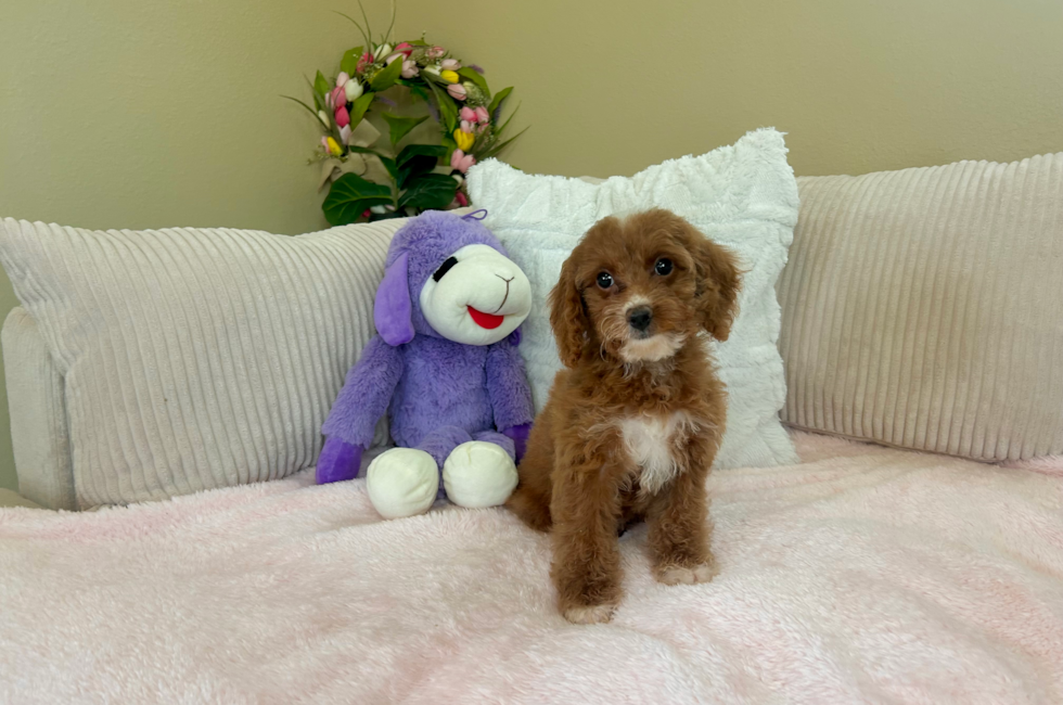 9 week old Cockapoo Puppy For Sale - Lone Star Pups