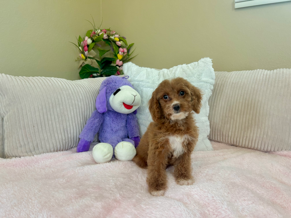 Cute Cocker Doodle Poodle Mix Puppy