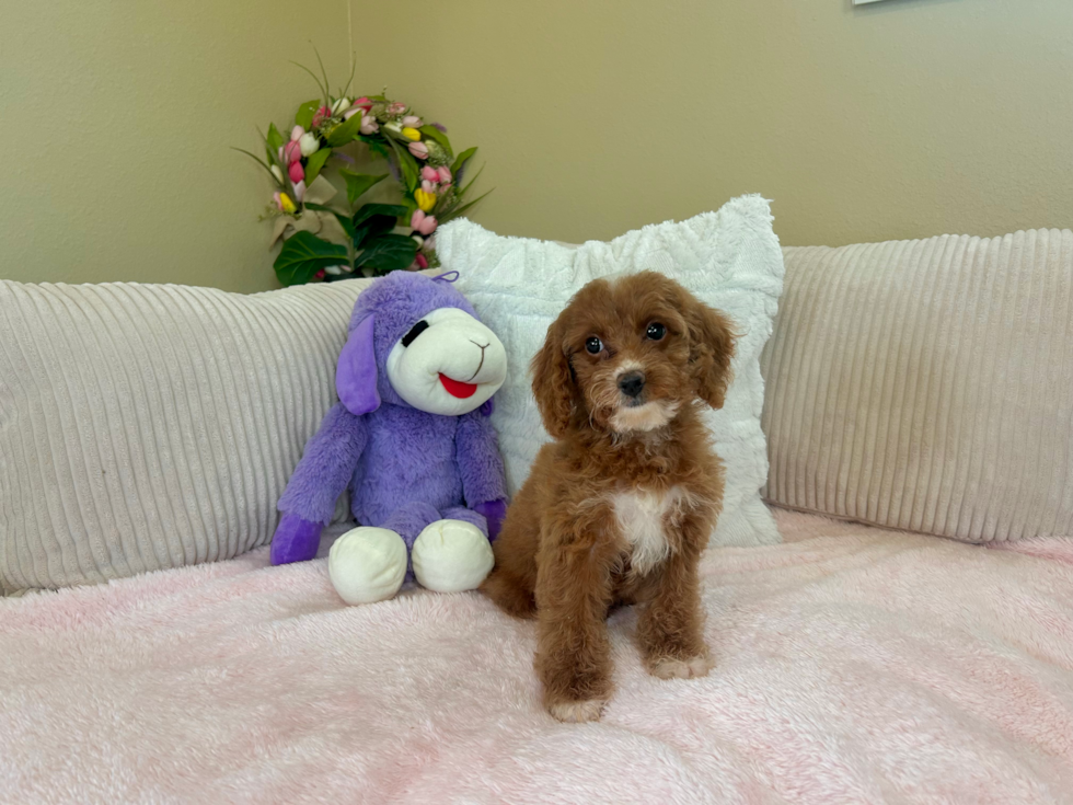 Cute Cockapoo Poodle Mix Pup