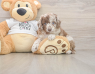 6 week old Cockapoo Puppy For Sale - Lone Star Pups