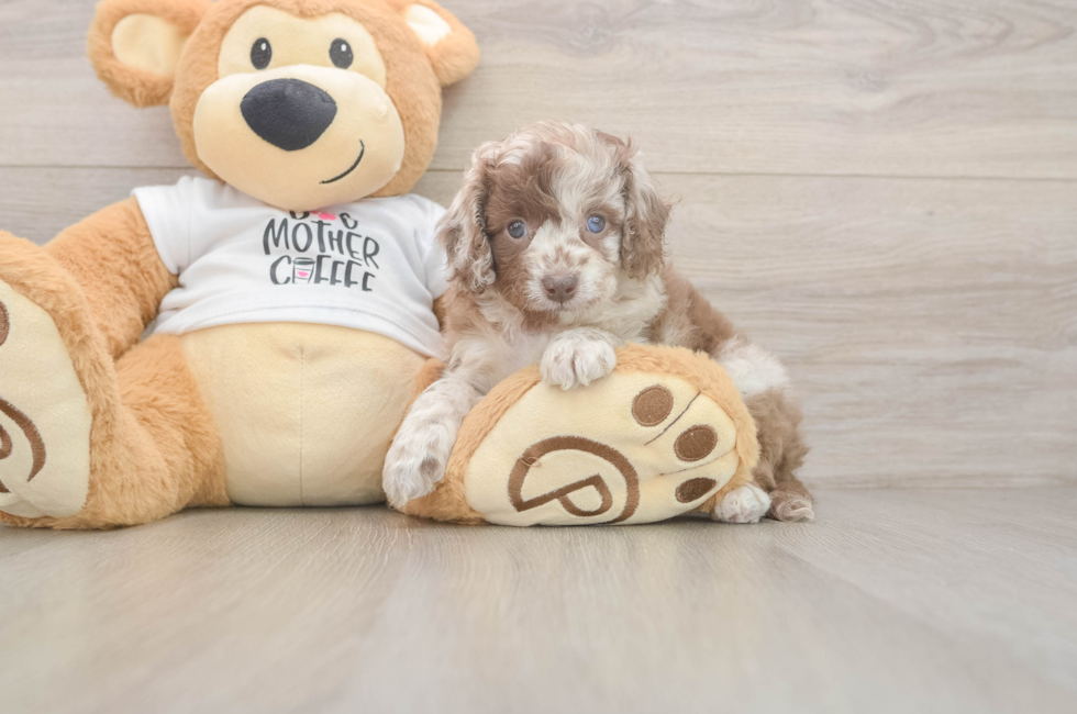 5 week old Cockapoo Puppy For Sale - Lone Star Pups