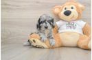 Cockapoo Puppy for Adoption