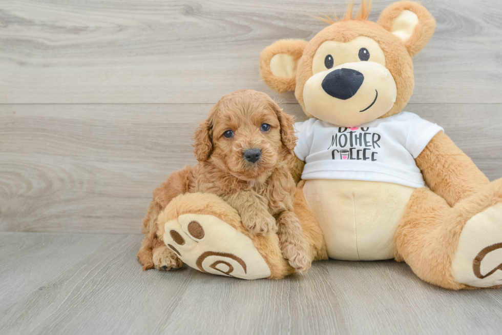 Cockapoo Pup Being Cute