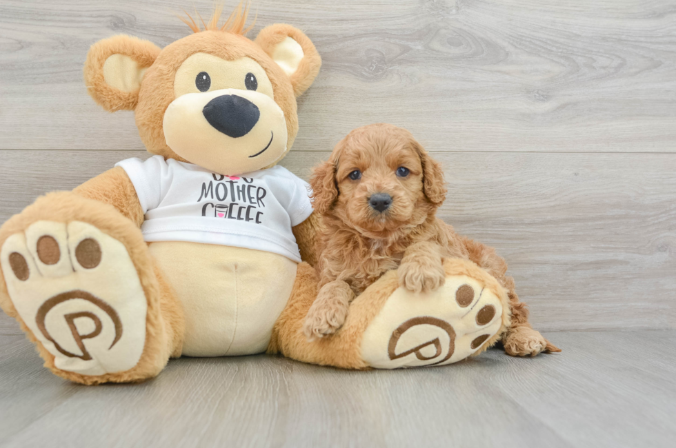 5 week old Cockapoo Puppy For Sale - Lone Star Pups