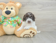 5 week old Cockapoo Puppy For Sale - Lone Star Pups