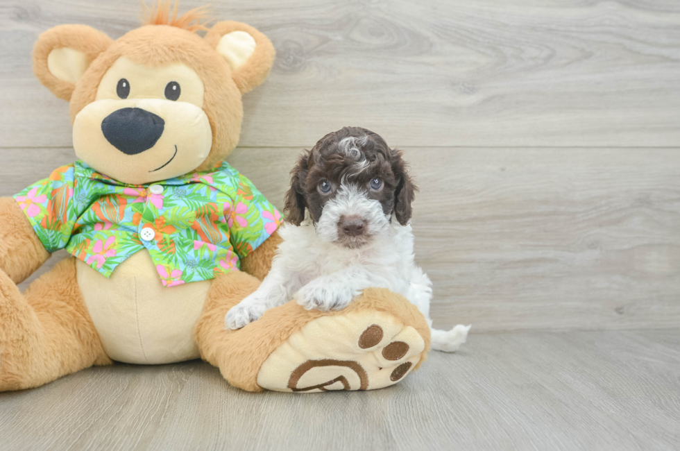 5 week old Cockapoo Puppy For Sale - Lone Star Pups