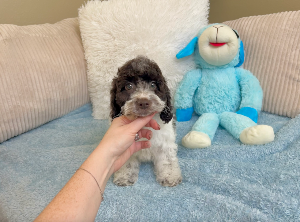 Cute Cockapoo Baby