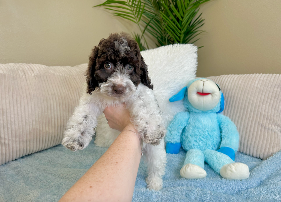 Cute Cocker Doodle Poodle Mix Puppy