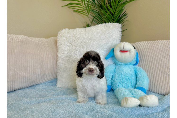 Cute Cocker Doodle Poodle Mix Puppy