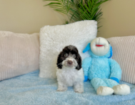 9 week old Cockapoo Puppy For Sale - Lone Star Pups