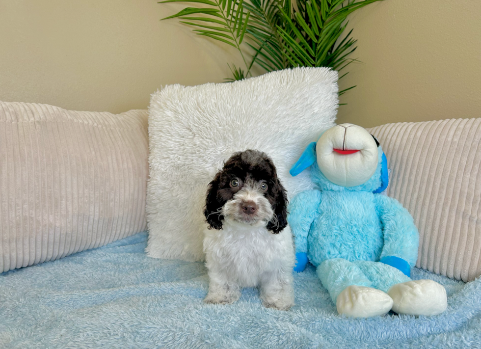 Cute Cocker Doodle Poodle Mix Puppy