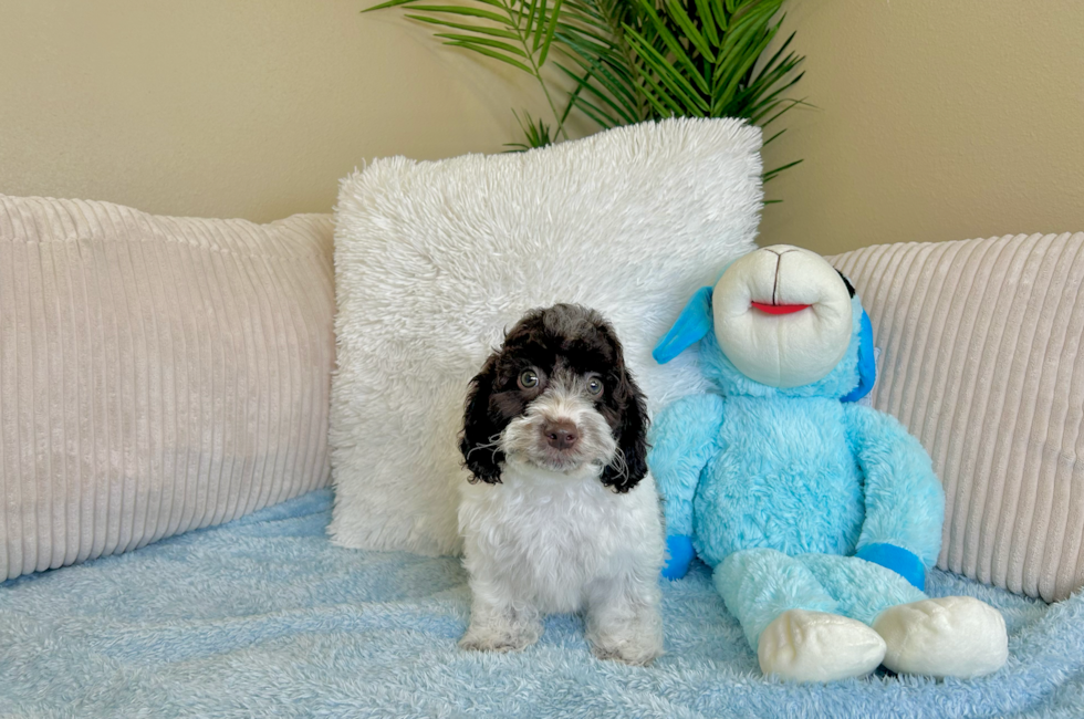 9 week old Cockapoo Puppy For Sale - Lone Star Pups