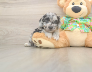 7 week old Cockapoo Puppy For Sale - Lone Star Pups