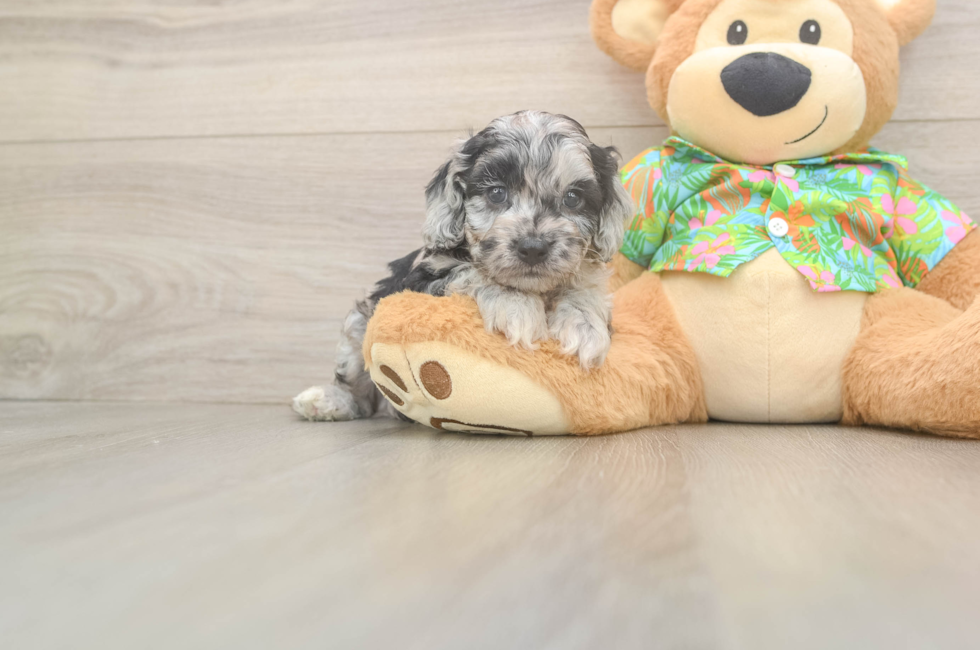 6 week old Cockapoo Puppy For Sale - Lone Star Pups