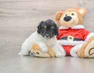 7 week old Cockapoo Puppy For Sale - Lone Star Pups