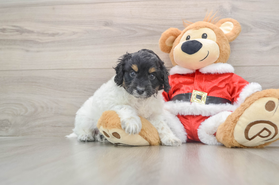 5 week old Cockapoo Puppy For Sale - Lone Star Pups