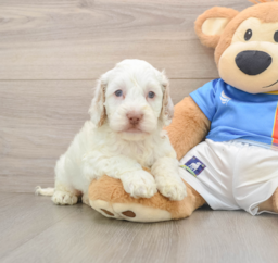 6 week old Cockapoo Puppy For Sale - Lone Star Pups