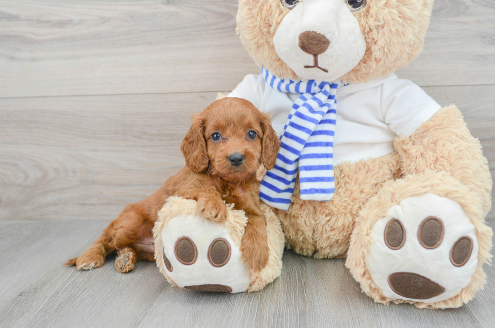 7 week old Cockapoo Puppy For Sale - Lone Star Pups