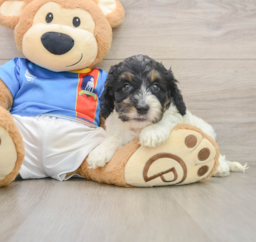 6 week old Cockapoo Puppy For Sale - Lone Star Pups