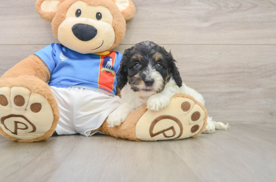 Best Cockapoo Baby